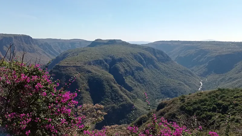 Las laderas verdes de la Barranca de Huentitán, con bugambilias en primer plano y el cañón del río Santiago al fondo